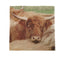 Highland Cow Napkin (Pack of 20)