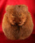 Semi Dress Beaver Fur Sporran - SF7